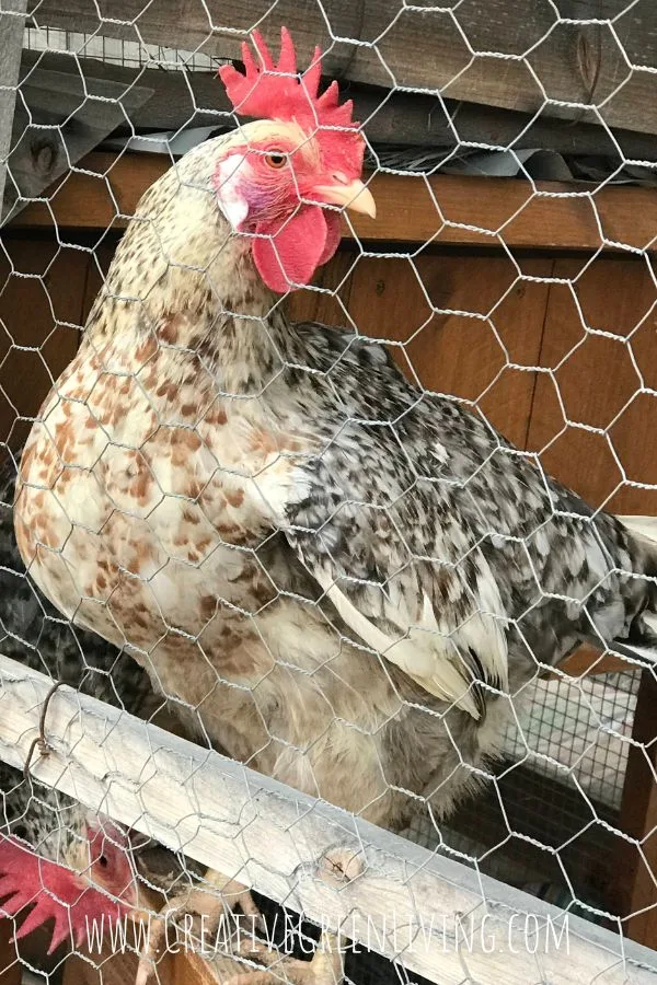 best name ideas for backyard chickens and baby chicks swedish flower hen in a chicken coop